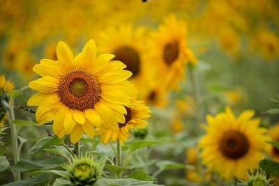 sunflower-4866445-640